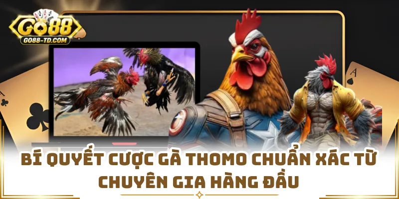 Bí Quyết Cược Gà Thomo Chuẩn Xác Từ Chuyên Gia Hàng Đầu