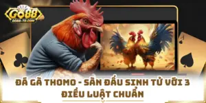 Đá Gà Thomo - Sàn Đấu Sinh Tử Với 3 Điều Luật Chuẩn